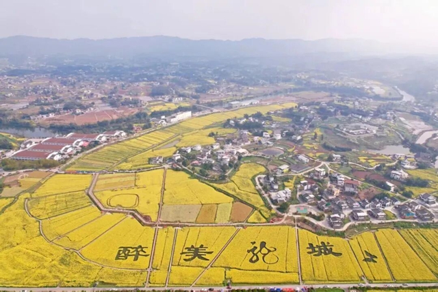 泸州油菜花迎春绽放,两大春日文旅活动邀您共赴金黄之约(图13) 13.jpg