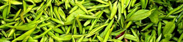 “镜观特早茶乡 品味中国春天”短视频、摄影比赛启动,纳溪邀你来打卡→(图4) 4.jpg