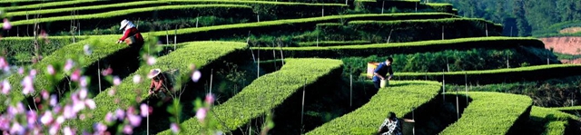 “镜观特早茶乡 品味中国春天”短视频、摄影比赛启动,纳溪邀你来打卡→(图1) 1.jpg