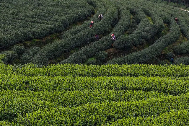 全球同纬度最早!泸州这个产业正向百亿级突围(图5) 5.jpg
