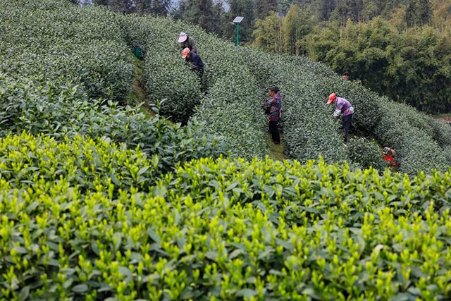 全球同纬度最早!泸州这个产业正向百亿级突围(图6) 6.jpg