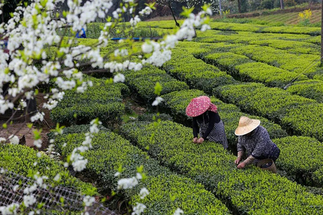 全球同纬度最早!泸州这个产业正向百亿级突围(图1) 1.jpg