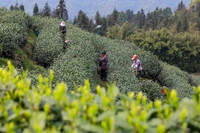 全球同纬度最早!泸州这个产业正向百亿级突围(图2) 2.jpg