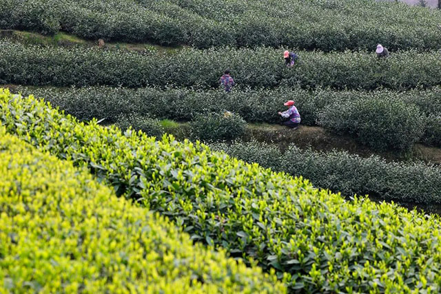 全球同纬度最早!泸州这个产业正向百亿级突围(图3) 3.jpg