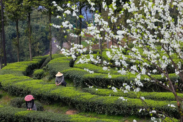 全球同纬度最早!泸州这个产业正向百亿级突围(图4) 4.jpg