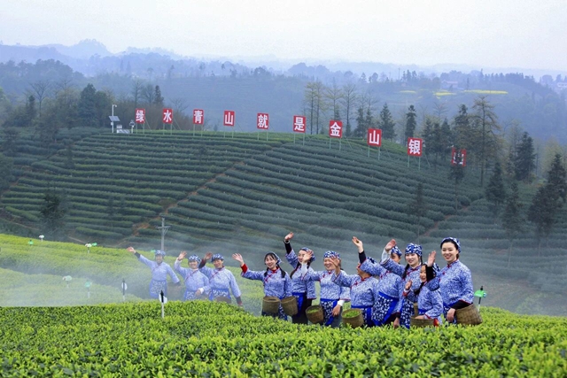 【2026茶叶开采活动周】早茶“第一采”在纳溪!直击启动仪式现场(图10) 10.jpg