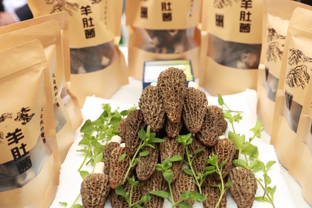 【2026茶叶开采活动周】早茶“第一采”在纳溪!直击启动仪式现场(图13) 13.jpg