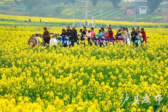 金色花海遇非遗!泸县这场春日盛宴即将启幕(图5) 5.jpg