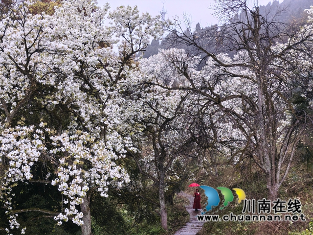 梨花映诗韵 文脉润泸东|泸县云锦镇第十五届梨花文化活动开放周暨振华诗社采风活动盛大启幕(图9) 11.jpg