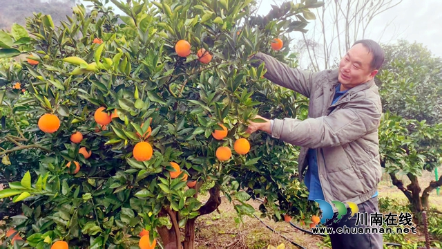 江阳区方山镇：“能人”回乡当村官，集体家底厚了，村民钱袋鼓了