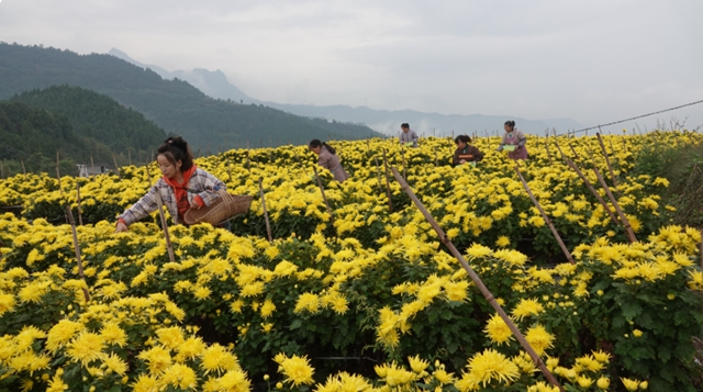 古蔺“后花园”,一村一品串珠成链(图3) 花园3.jpg
