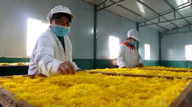 古蔺“后花园”,一村一品串珠成链(图4) 花园4.jpg