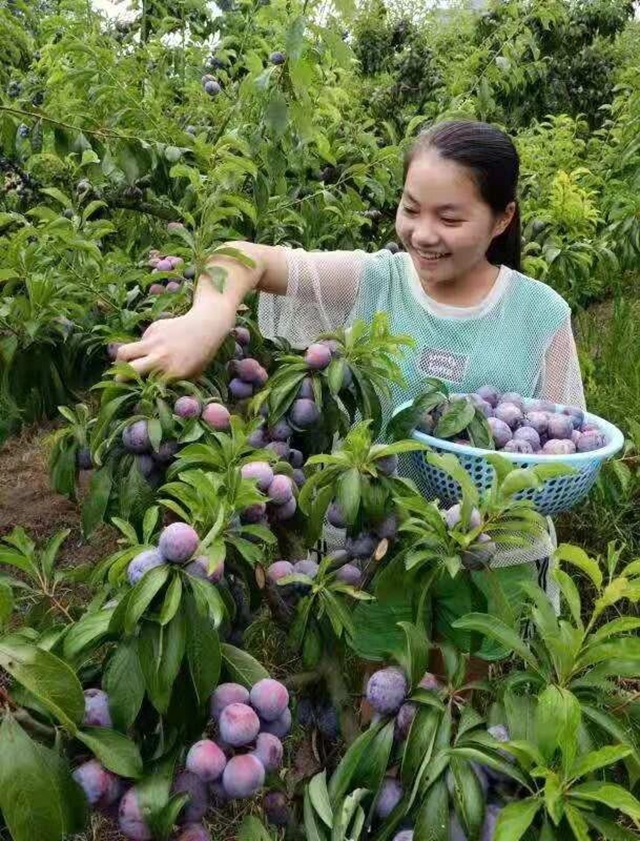 古蔺“后花园”,一村一品串珠成链(图5) 花园5.jpg