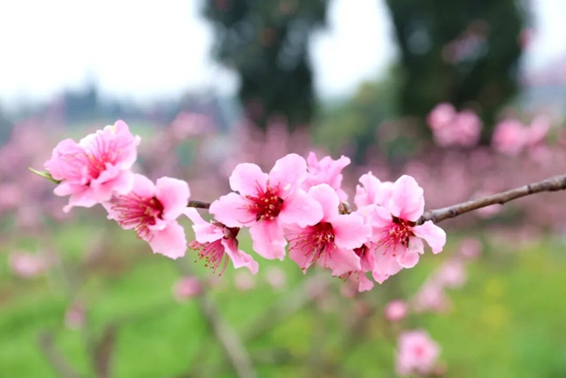 摸鱼、抓鸭、赏花、露营……周末,来双加把春天玩出新花样(图9) 9.jpg