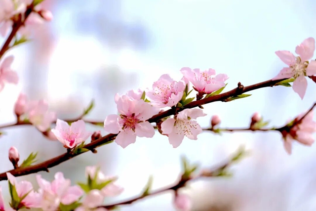 摸鱼、抓鸭、赏花、露营……周末,来双加把春天玩出新花样(图8) 8.jpg