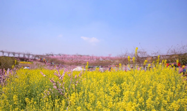 摸鱼、抓鸭、赏花、露营……周末,来双加把春天玩出新花样(图11) 11.jpg