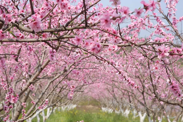 摸鱼、抓鸭、赏花、露营……周末,来双加把春天玩出新花样(图10) 10.jpg
