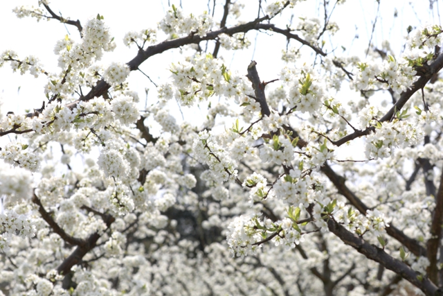 摸鱼、抓鸭、赏花、露营……周末,来双加把春天玩出新花样(图17) 17.jpg