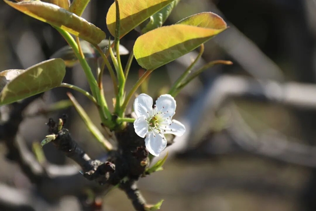 摸鱼、抓鸭、赏花、露营……周末,来双加把春天玩出新花样(图12) 12.jpg