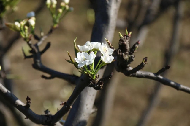 摸鱼、抓鸭、赏花、露营……周末,来双加把春天玩出新花样(图13) 13.jpg