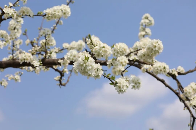 摸鱼、抓鸭、赏花、露营……周末,来双加把春天玩出新花样(图15) 15.jpg