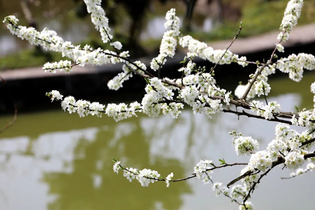 摸鱼、抓鸭、赏花、露营……周末,来双加把春天玩出新花样(图16) 16.jpg