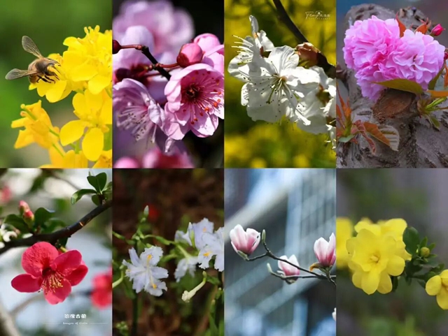 答应我,赶在周末降温前去看花!(图1) 1.jpg