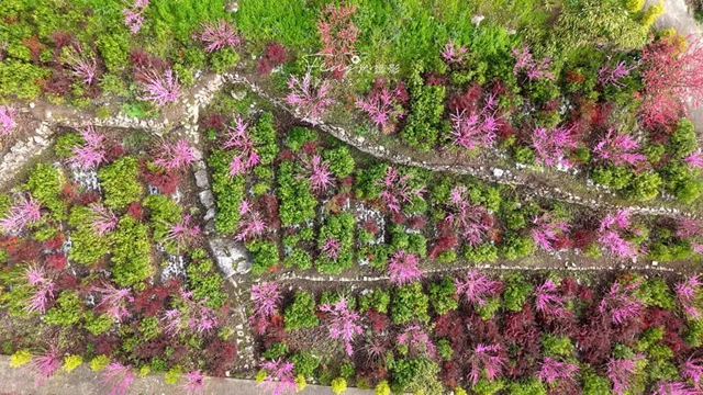 答应我,赶在周末降温前去看花!(图2) 2.jpg