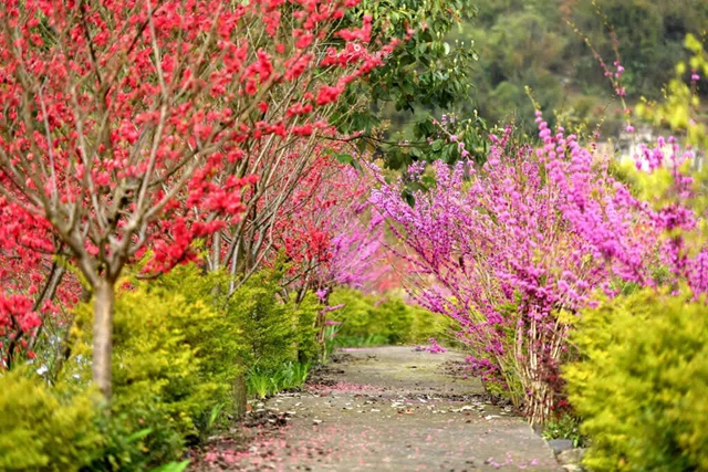 答应我,赶在周末降温前去看花!(图4) 4.jpg