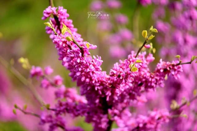 答应我,赶在周末降温前去看花!(图6) 6.jpg