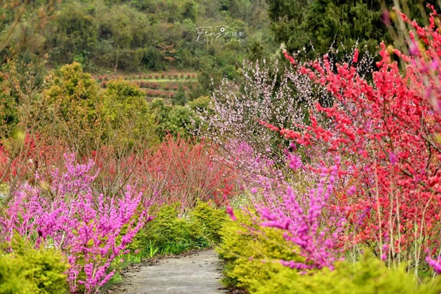 答应我,赶在周末降温前去看花!(图7) 7.jpg