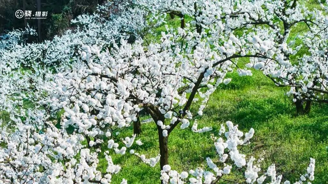 答应我,赶在周末降温前去看花!(图16) 16.jpg