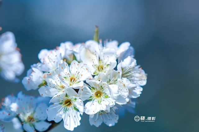 答应我,赶在周末降温前去看花!(图19) 19.jpg