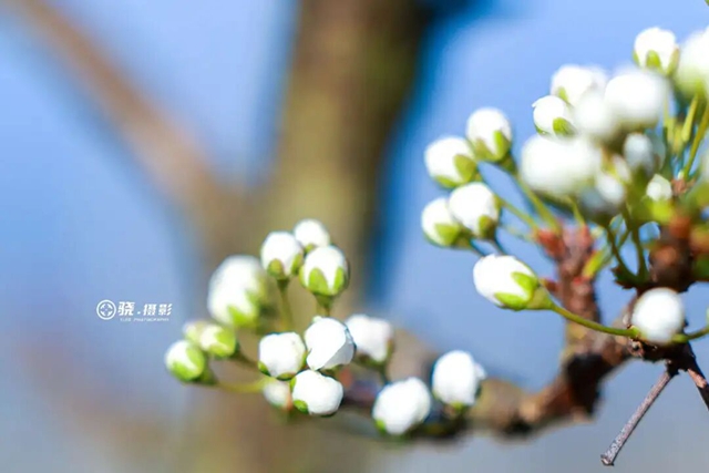 答应我,赶在周末降温前去看花!(图20) 20.jpg