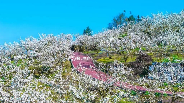 答应我,赶在周末降温前去看花!(图21) 21.jpg