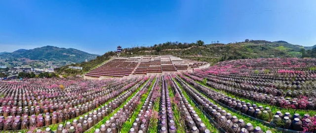 答应我,赶在周末降温前去看花!(图24) 24.jpg