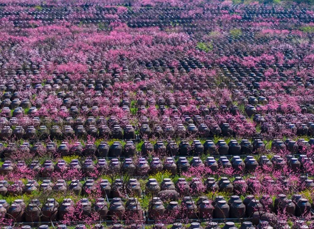 答应我,赶在周末降温前去看花!(图25) 25.jpg