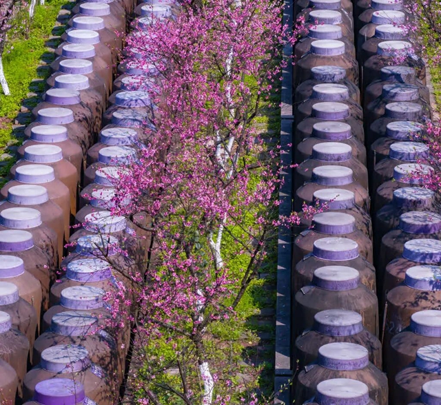 答应我,赶在周末降温前去看花!(图27) 27.jpg