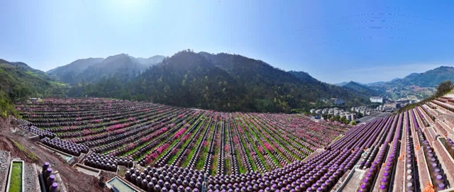 答应我,赶在周末降温前去看花!(图28) 28.jpg