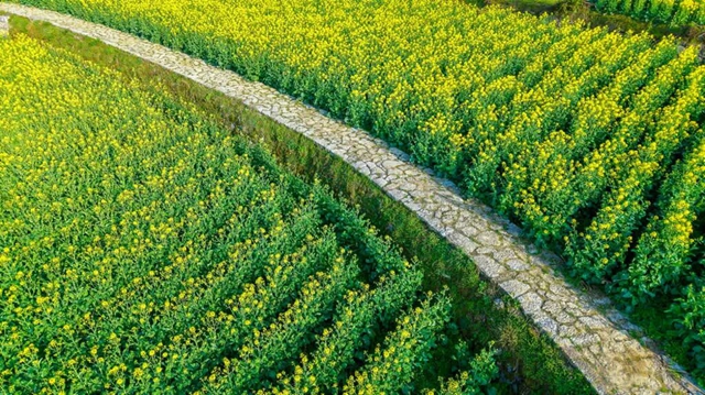 答应我,赶在周末降温前去看花!(图31) 31.jpg