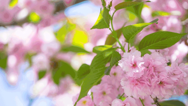 答应我,赶在周末降温前去看花!(图37) 37.jpg