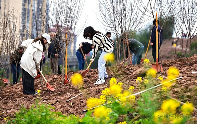 泸州:2000多双手添新绿,1.2万株苗木迎明年花海!(图1) 1.jpg