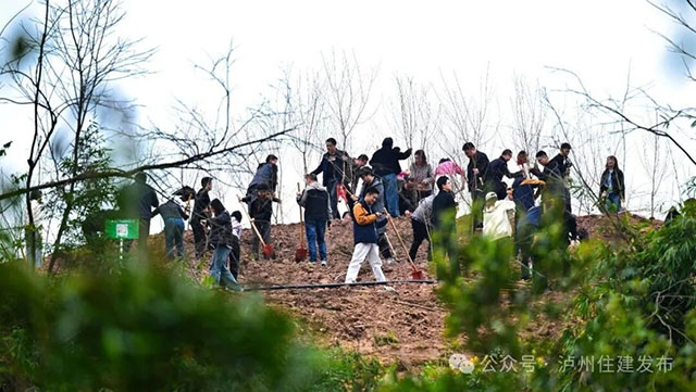 泸州:2000多双手添新绿,1.2万株苗木迎明年花海!(图2) 2.jpg