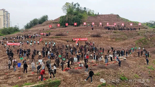 泸州:2000多双手添新绿,1.2万株苗木迎明年花海!(图3) 3.jpg