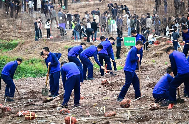 泸州:2000多双手添新绿,1.2万株苗木迎明年花海!(图5) 5.jpg