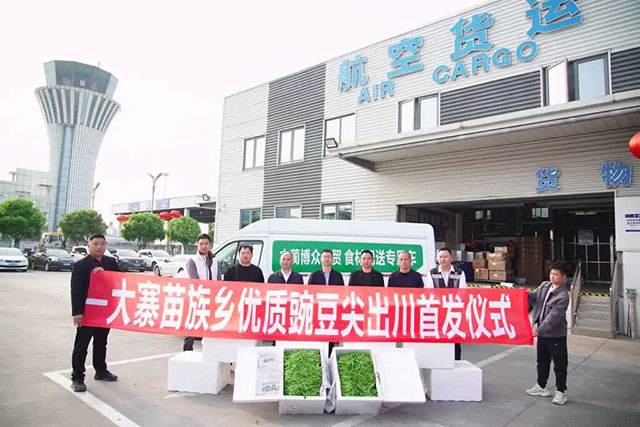 1770公里,古蔺豌豆尖9小时抢“鲜”入沪(图1) 1.jpg