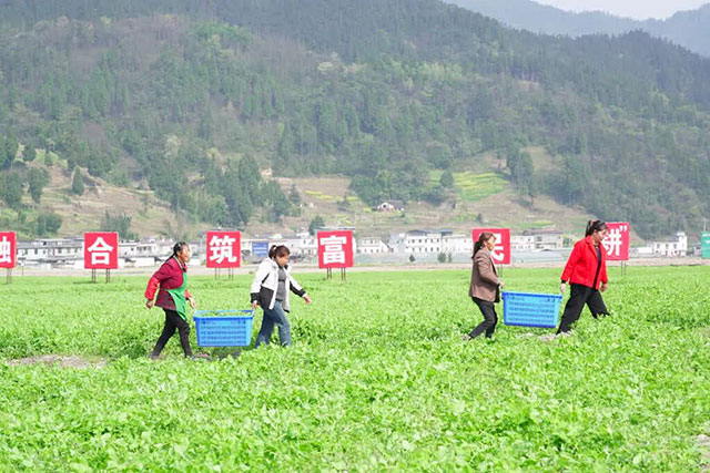 1770公里,古蔺豌豆尖9小时抢“鲜”入沪(图2) 2.jpg