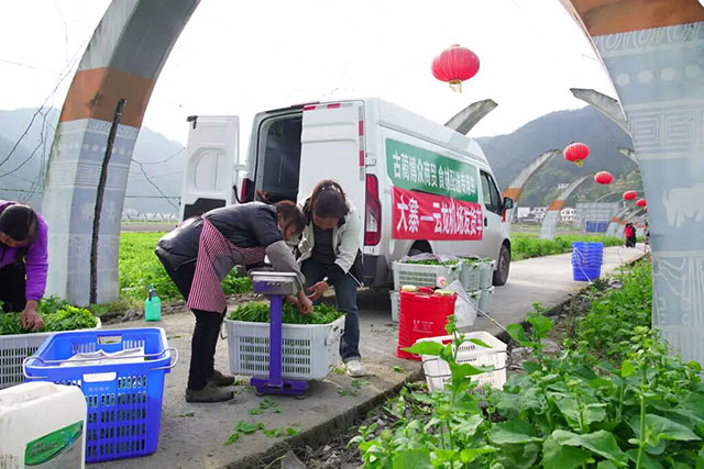 1770公里,古蔺豌豆尖9小时抢“鲜”入沪(图4) 4.jpg