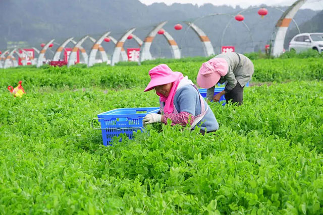 1770公里,古蔺豌豆尖9小时抢“鲜”入沪(图5) 5.jpg