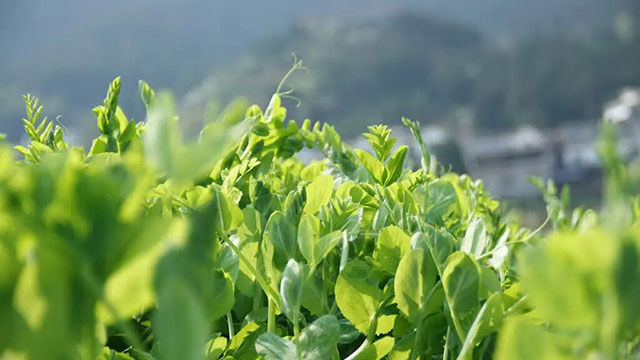 1770公里,古蔺豌豆尖9小时抢“鲜”入沪(图6) 6.jpg